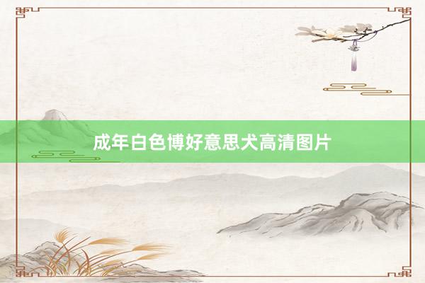 成年白色博好意思犬高清图片